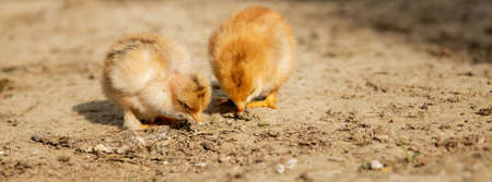 portrait of Easter little fluffy yellow chicken walking in the yard of the village on a Sunny spring dayの写真素材