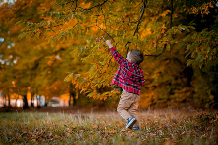Little boy walks in nature in autumn, a preschooler in the autumn Park in yellow leaves.