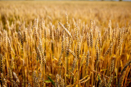 Gold Wheat Field. Beautiful Nature Sunset Landscape. Background of ripening ears of meadow wheat...