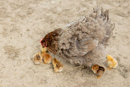 Closeup of a mother chicken with its baby chicks on the farm. Hen with baby chickens.の写真素材