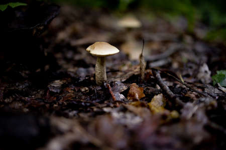Boletus edulis, tasty mushroom in the summer forest. A welcome find for the mushroom picker. Valuable and delicious culinary ingredient.の写真素材