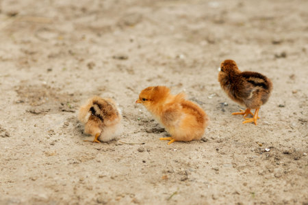 Beautiful a group of chickens are standing together.