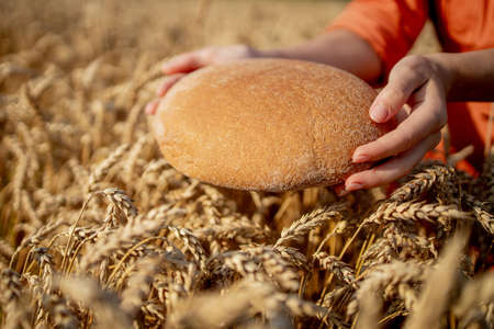 Hands of farmer holding bran bread freshly baked of raw healthy flour with golden wheat ears on background. Agronomist holding a loaf of bread in rural field. Rich harvest, food, agriculture themeの写真素材
