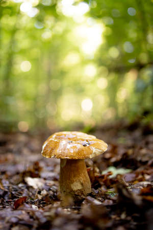 White mushrooms in the woods, on a background of leaves, bright sunlight. Boletus. Mushroom.の写真素材