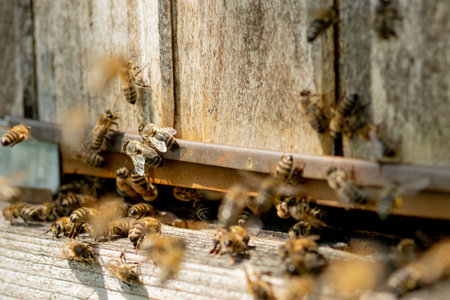 A close-up view of the working bees bringing flower pollen to the hive on its paws. Honey is a...