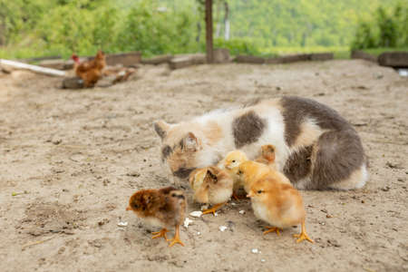 Easter chicken eating with kind cat. Friendsの写真素材