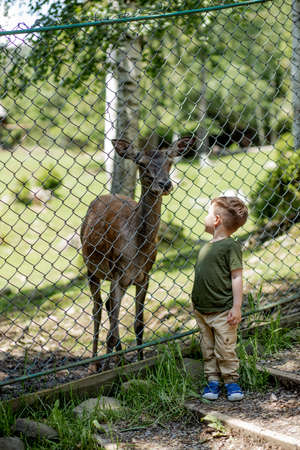 Child near wild deer at zoo. Little boy looking to the little deer in the park.の写真素材