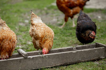 Several red, farm chickens eating some corn in the countryside. Farming and Pet Conceptの写真素材