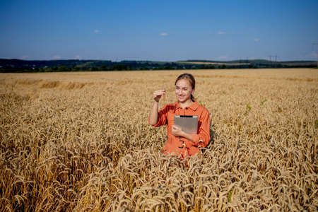Farmer researching plant in wheat field. In his hand he holds a glass tube containing test substance with digital tablet. Smart farming using modern technologies in agriculture and scientist conceptの写真素材