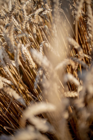 Gold Wheat Field. Beautiful Nature Sunset Landscape. Background of ripening ears of meadow wheat...