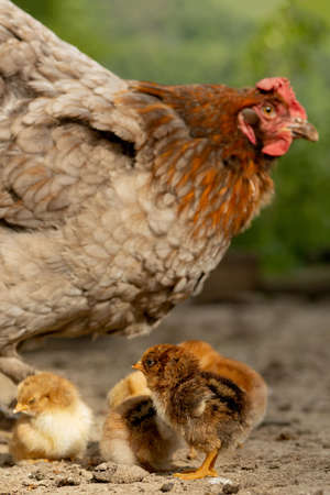 Closeup of a mother chicken with its baby chicks on the farm. Hen with baby chickens.の写真素材