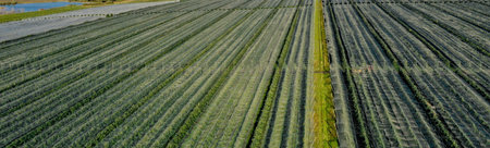 Aerial view of plastic greenhouse on apple orchard. Plant cultivation in organic farming