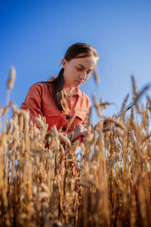 Woman caucasian technologist agronomist with tablet computer in the field of wheat checking quality and growth of crops for agriculture. Agriculture and harvesting conceptの写真素材