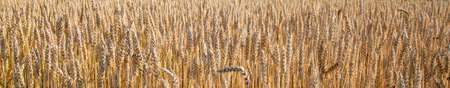 Gold Wheat Field. Beautiful Nature Sunset Landscape. Background of ripening ears of meadow wheat field. Concept of great harvest and productive seed industry.の写真素材