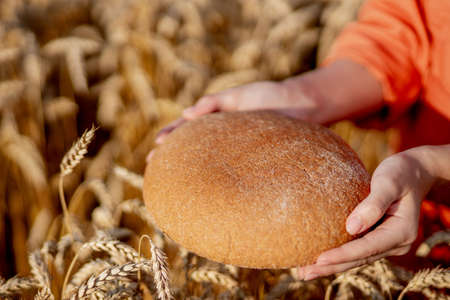 Hands of farmer holding bran bread freshly baked of raw healthy flour with golden wheat ears on background. Agronomist holding a loaf of bread in rural field. Rich harvest, food, agriculture themeの写真素材