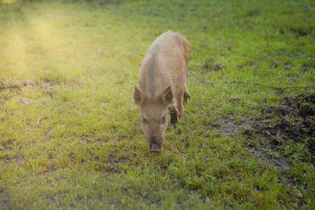 Wild small pig contentedly grazing on grass.の写真素材