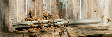 A lot of bees returning to bee hive and entering beehive with collected floral nectar and flower...