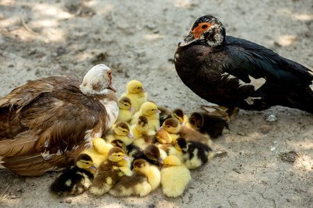 Mother duck with her ducklings. There are many ducklings following the motherの写真素材