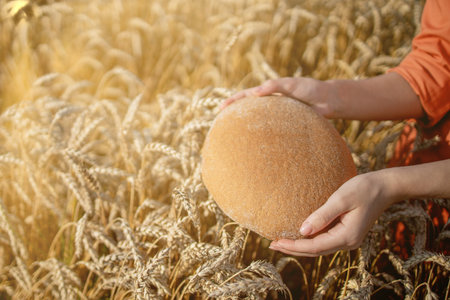 Hands of farmer holding bran bread freshly baked of raw healthy flour with golden wheat ears on...
