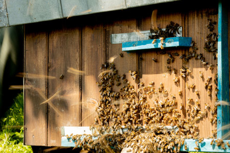 A close-up view of the working bees bringing flower pollen to the hive on its paws. Honey is a beekeeping product. Bee honey is collected in beautiful yellow honeycombsの写真素材