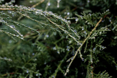 Dew drops on a cloudy afternoon on the pine leaves of a pine tree.の写真素材