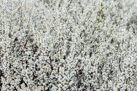 Fielding white flowers blooming in a field. Background flowering, selective focus.