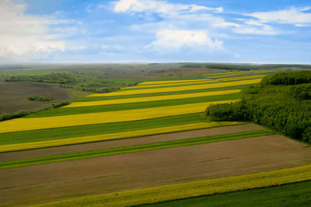 Cultivated field of yellow rapeseed against the blue sky.の写真素材
