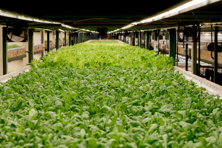 Fresh arugula leaves, close up. Lettuce salad plant, hydroponic vegetable leaves. Organic food,...