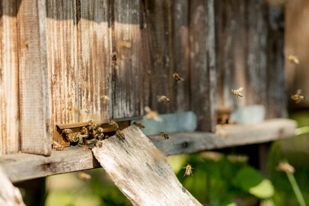 A close-up view of the working bees bringing flower pollen to the hive on its paws. Honey is a...