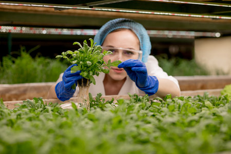 Young woman farmer scientist analyzes and studies research on organic, hydroponic vegetable plots - Caucasian woman observes about growing organic vegetables and health foodの写真素材