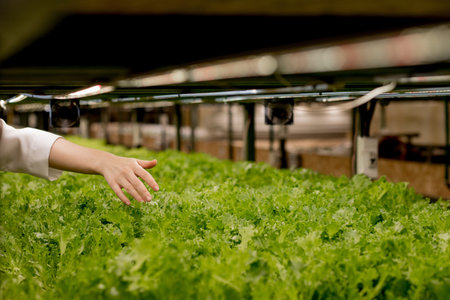 Hand of woman farmer collect hydroponic, organic greenery salad in greenhouse owner small business...