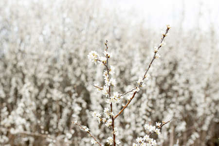 Fielding white flowers blooming in a field. Background flowering, selective focus.の写真素材