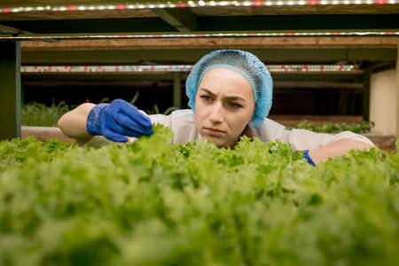 Caucasian woman observes about growing organic salad on hydroponics farm. Concept of growing organic vegetables and health foodの写真素材