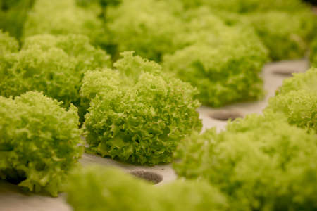 Fresh lettuce leaves, close up., Butterhead Lettuce salad plant, hydroponic vegetable leaves. Organic food, agriculture and hydroponic concceptの写真素材