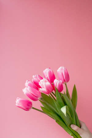 Pink tulips on pink background with copy spaceの写真素材