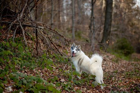 Portrait of crazy and happy dog breed Siberian husky with tonque hanging out running in the bright...