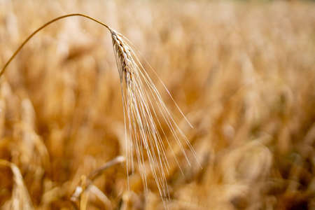 Gold Wheat Field. Beautiful Nature Sunset Landscape. Background of ripening ears of meadow wheat field. Concept of great harvest and productive seed industry.の写真素材