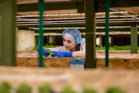 Woman gardeners keep greenery at hydroponic farm and observing growth greenery meticulously before delivered to the customer. Hydroponic greenery growing in greenhouse.の写真素材