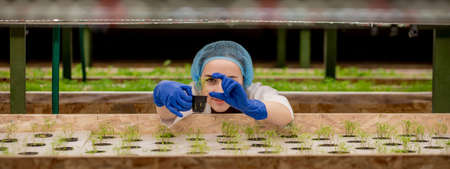 Woman gardeners keep greenery at hydroponic farm and observing growth greenery meticulously before delivered to the customer. Hydroponic greenery growing in hydroponics farm.の写真素材