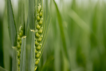 Ripening ears of meadow wheat field. Rich harvest Concept. Ears of green wheat close up