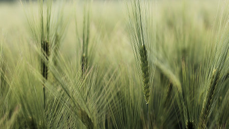 Ripening ears of meadow wheat field. Rich harvest Concept. Slow motion Wheat field. Ears of green wheat close up.の写真素材