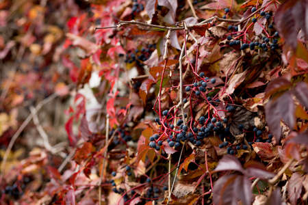 Fall, autumn, leaves background. A tree branch with autumn leaves on a blurred background. Landscape in autumn season.の写真素材