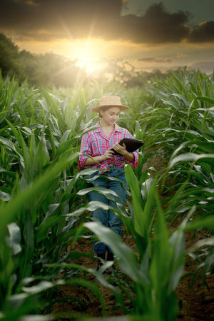 Caucasian farmer walking in corn field and examining crop before harvesting at sunset. Agriculture -...