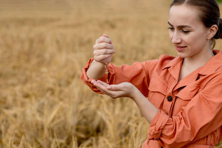 A female farmer or agronomist is pouring wheat grains in his hands. Ripe harvest concept. Grain quality check.の写真素材