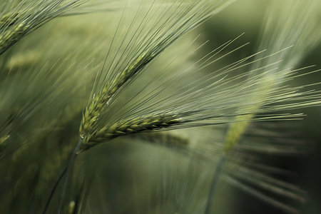 Ripening ears of meadow wheat field. Rich harvest Concept. Slow motion Wheat field. Ears of green wheat close up.の写真素材