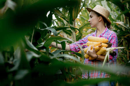 Farmer looking at the germination of young corn in the field. Analyzes this years yieldの写真素材