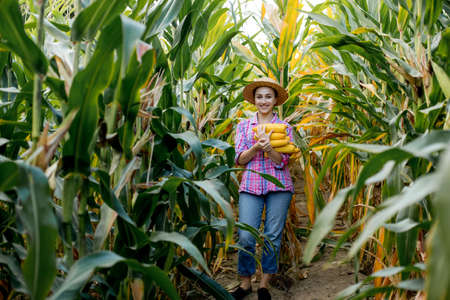 Farmer looking at the germination of young corn in the field. Analyzes this year's yield.の写真素材