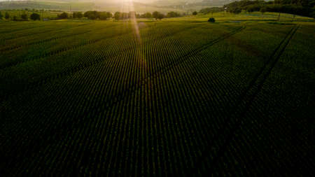 Green field sweet corn on sunset. Satisfied with the harvest of sweet corn.の写真素材