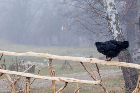 Black Chicken Standing on Wooden Picket Fence with Coop in Background.の写真素材