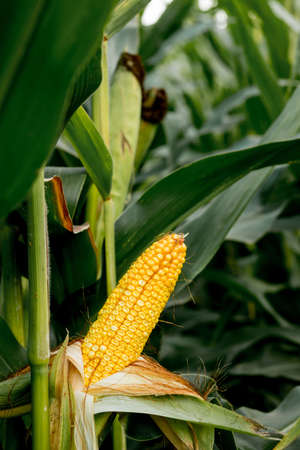 Closeup of corn on the stalk in the corn field.の写真素材